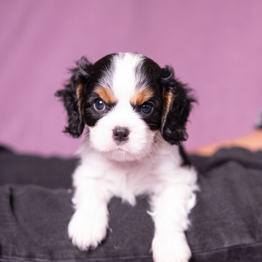 cavalier puppies pa