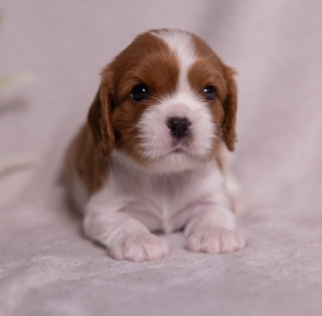 cavalier puppy