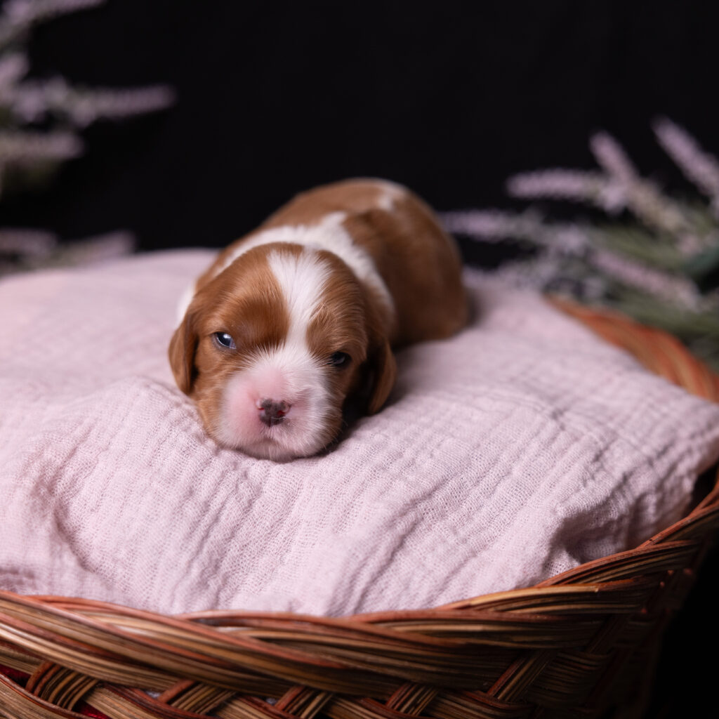 cavalier puppy