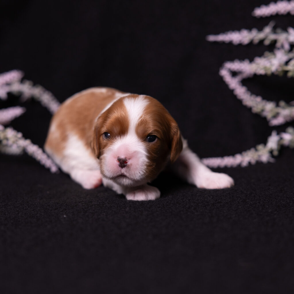 cavalier puppy breeder