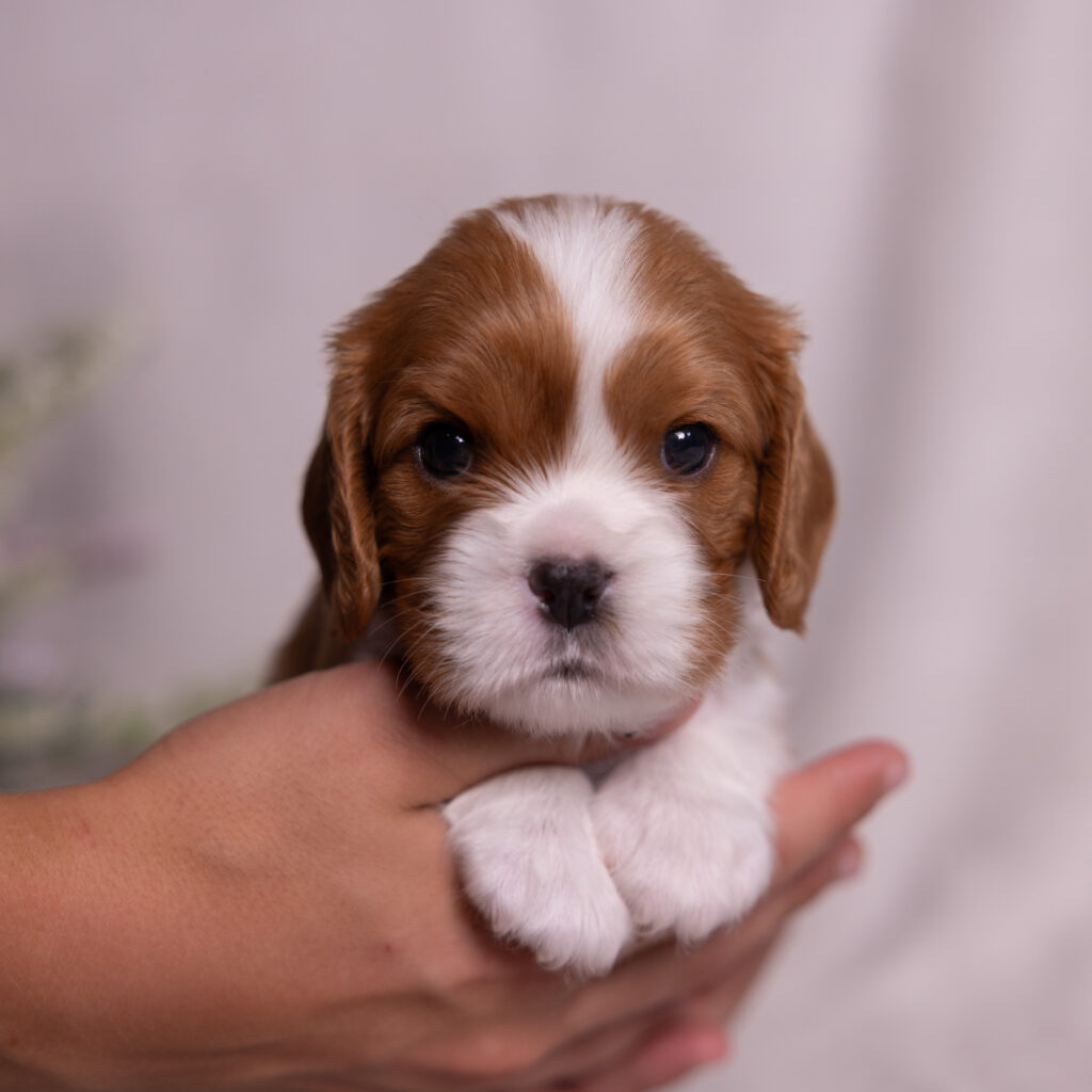 cavalier puppy for sale