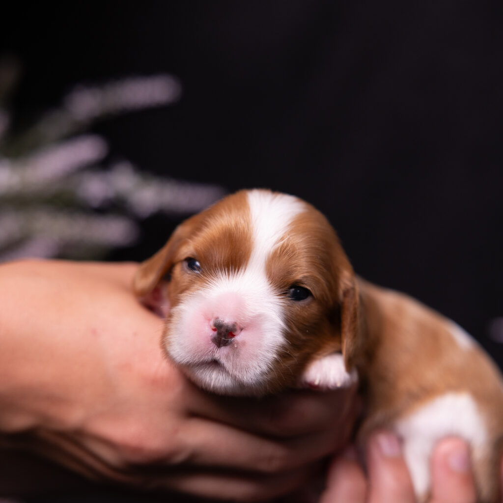 cavalier puppy for sale