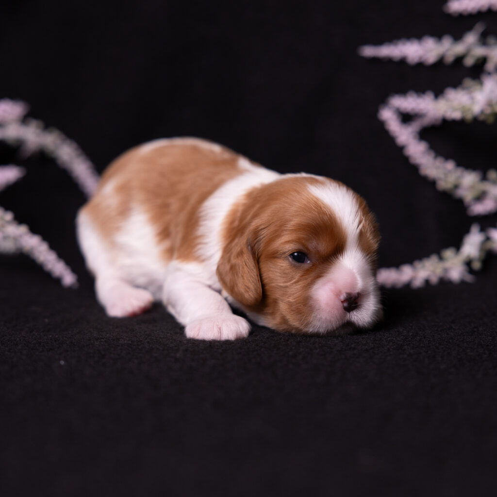 cavalier puppy for sale near me