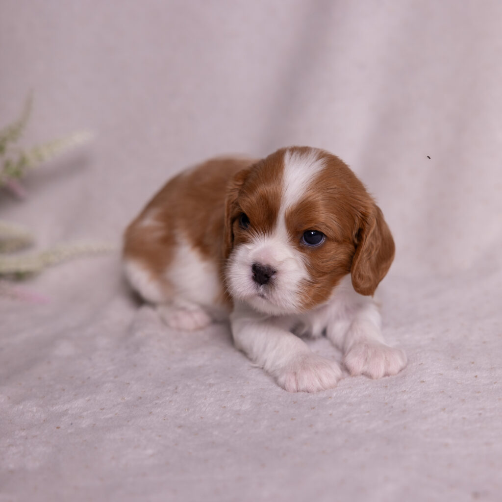 cavalier puppy for sale pa