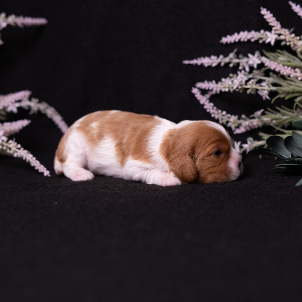 cavalier puppy for sale pa