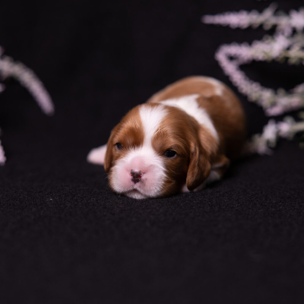 cavalier puppy lancaster pa