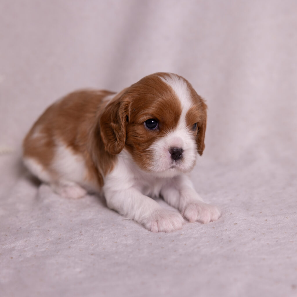 cavalier puppy near me