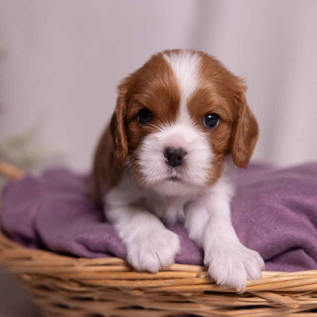 cavalier puppy pa