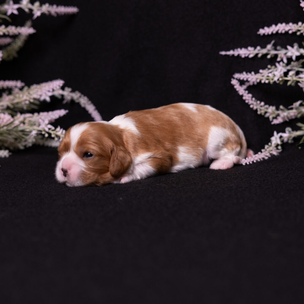 cavalier puppy pa