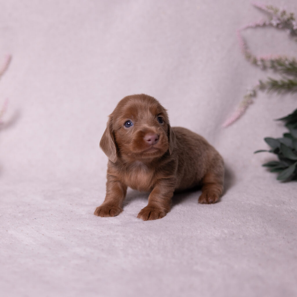 female miniature dachshund puppies for sale