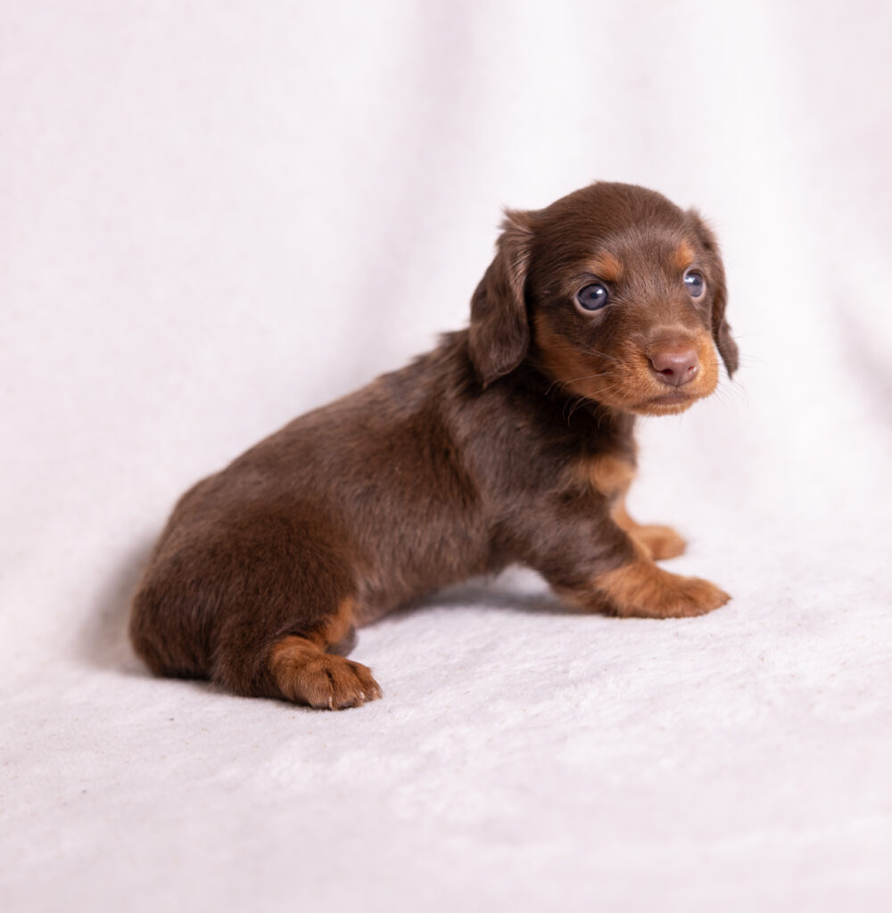 mini dachshund puppies