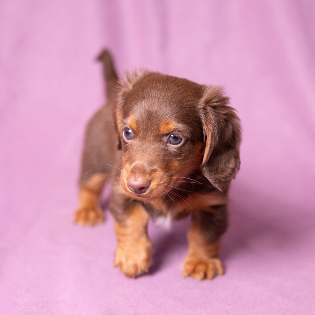 mini dachshund puppies