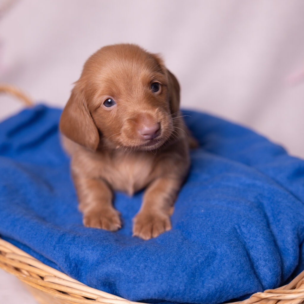 mini dachshund puppies