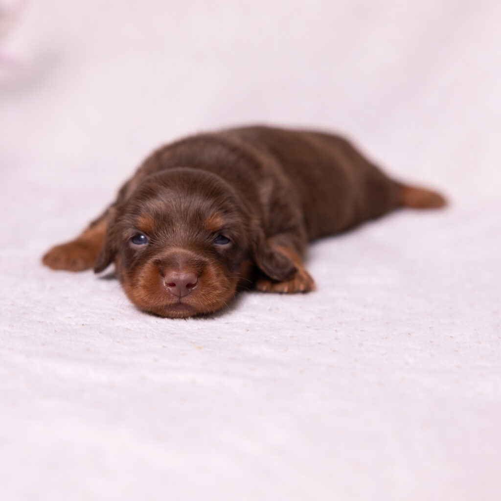 mini dachshund puppies
