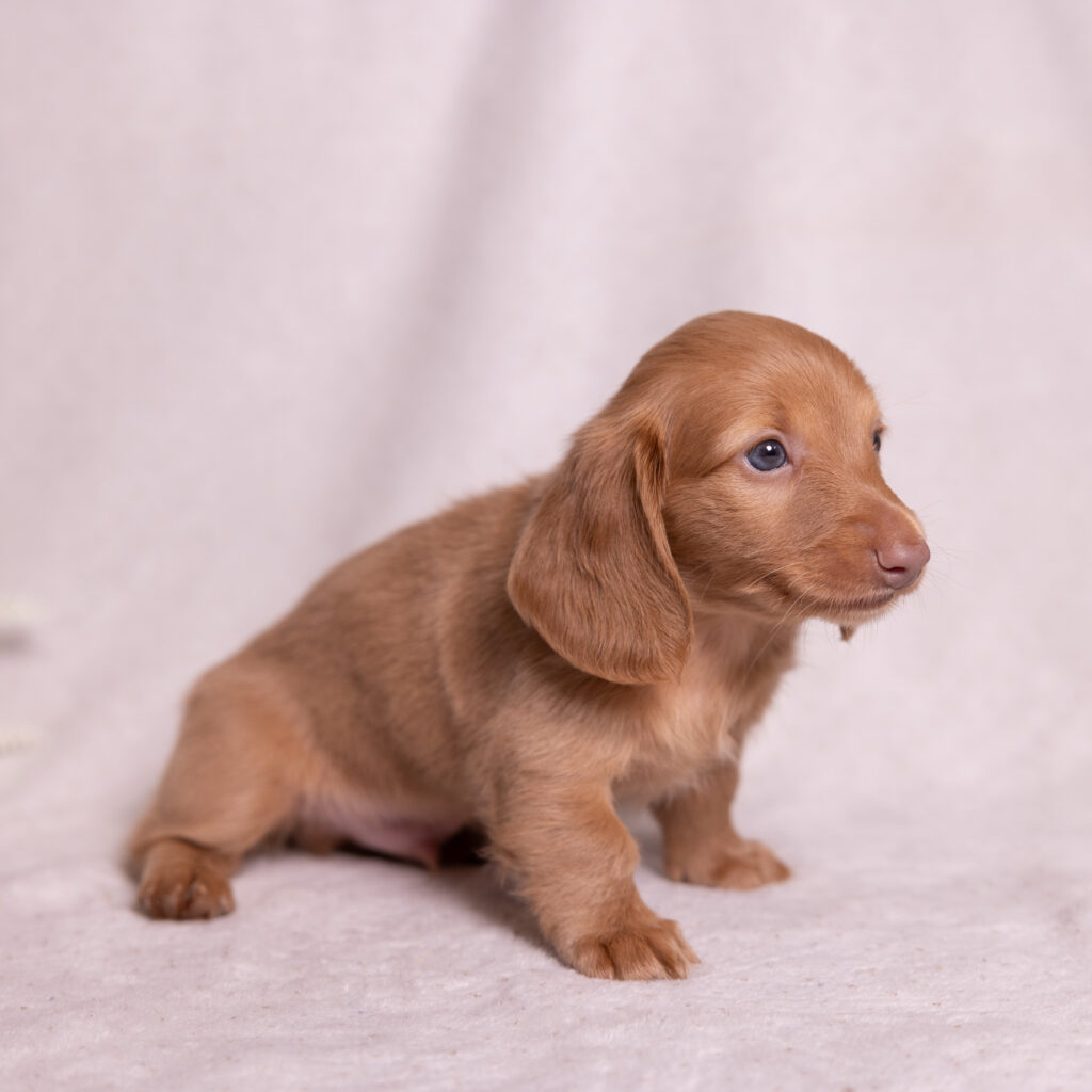 mini dachshund puppies