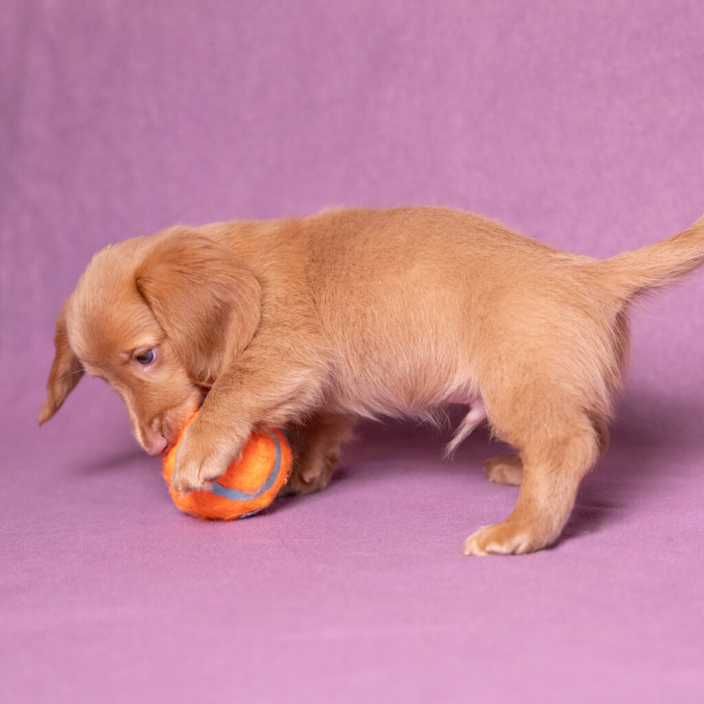 mini dachshund puppies