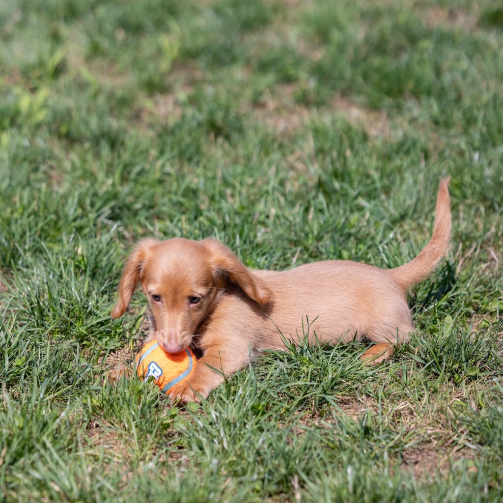 mini dachshund puppies