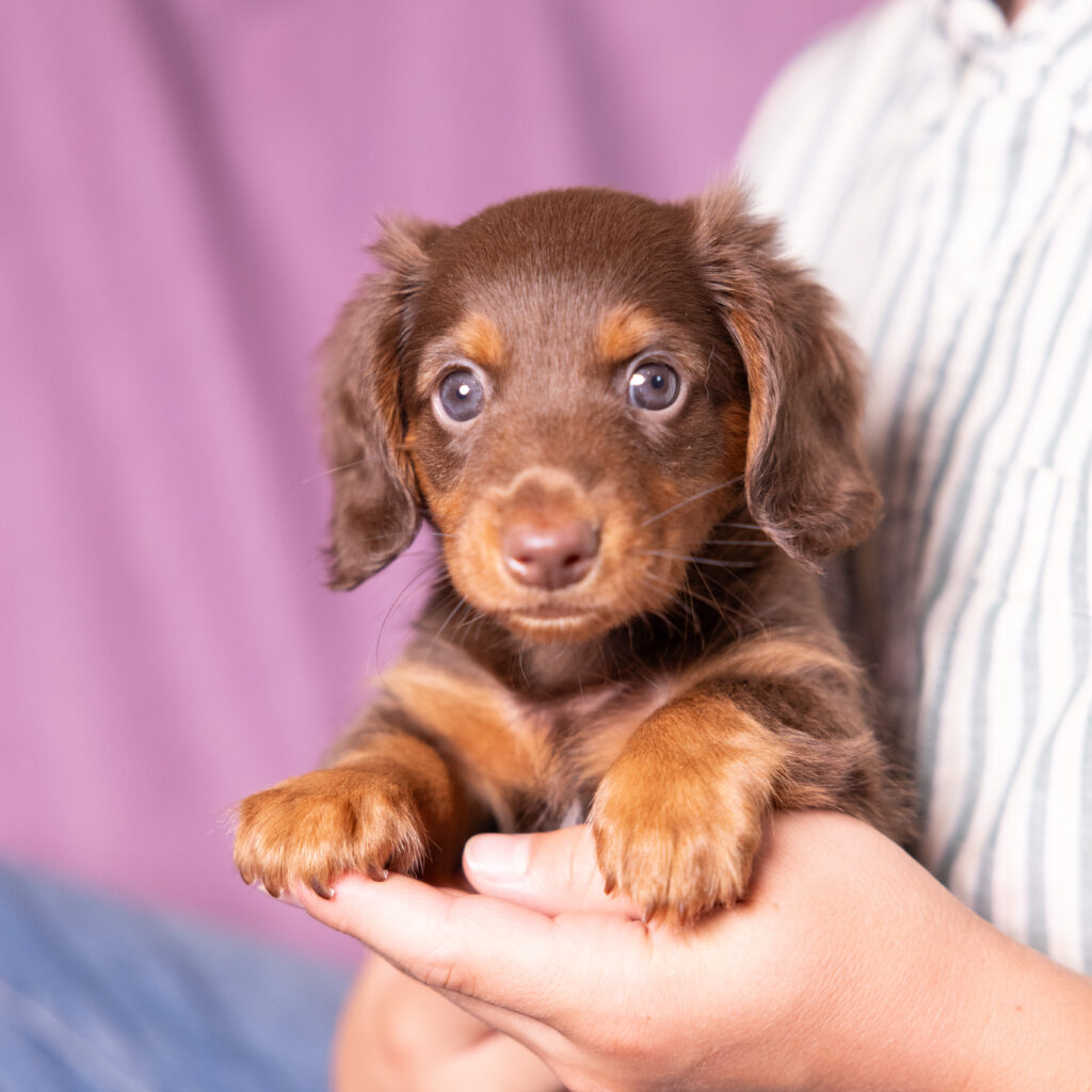 mini dachshund puppies PA