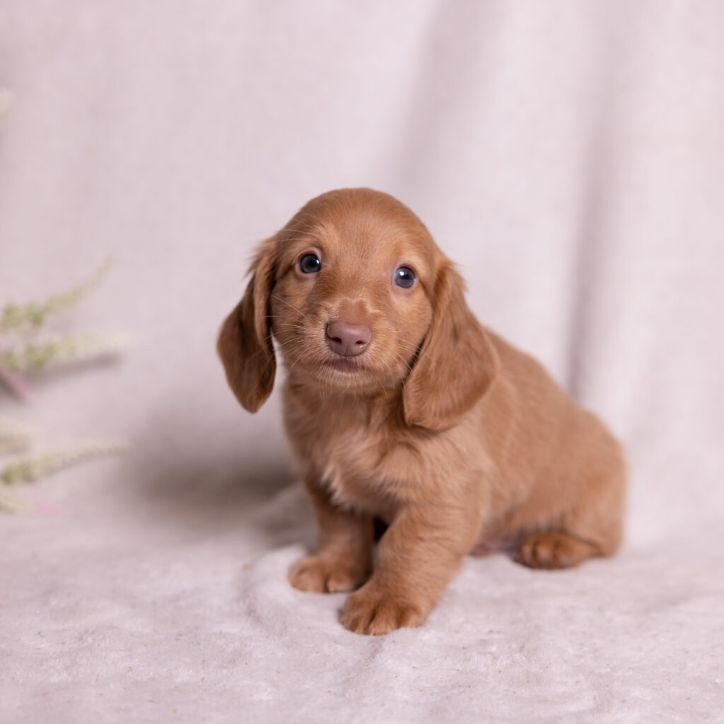 mini dachshund puppies breeder