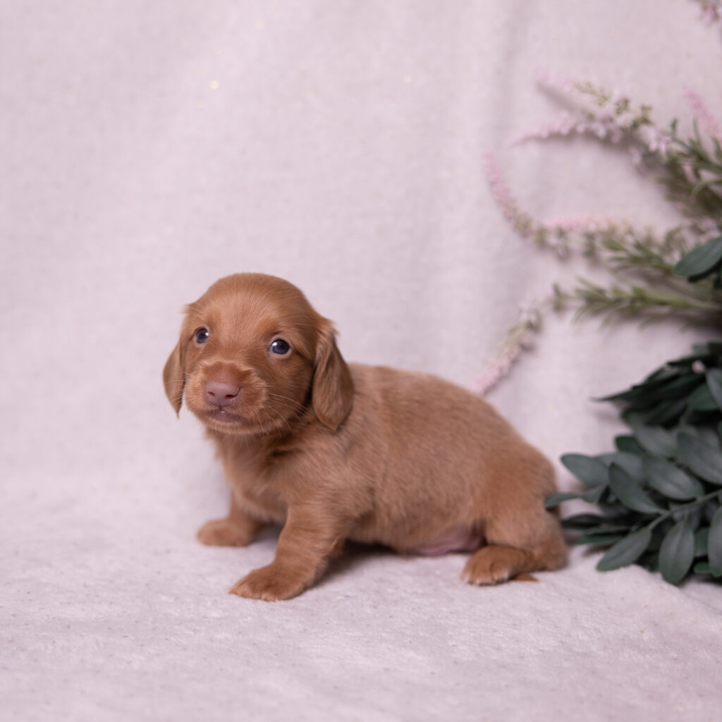 mini dachshund puppies breeder