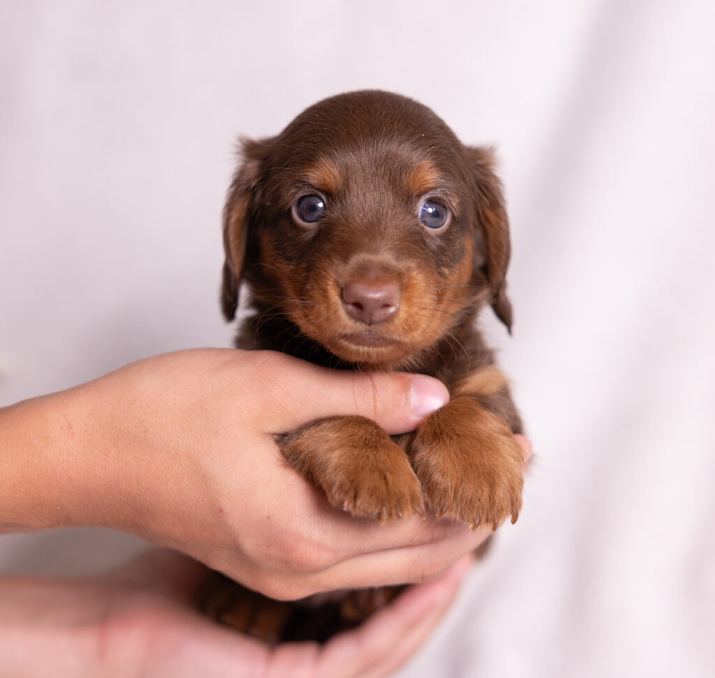 mini dachshund puppies breeder