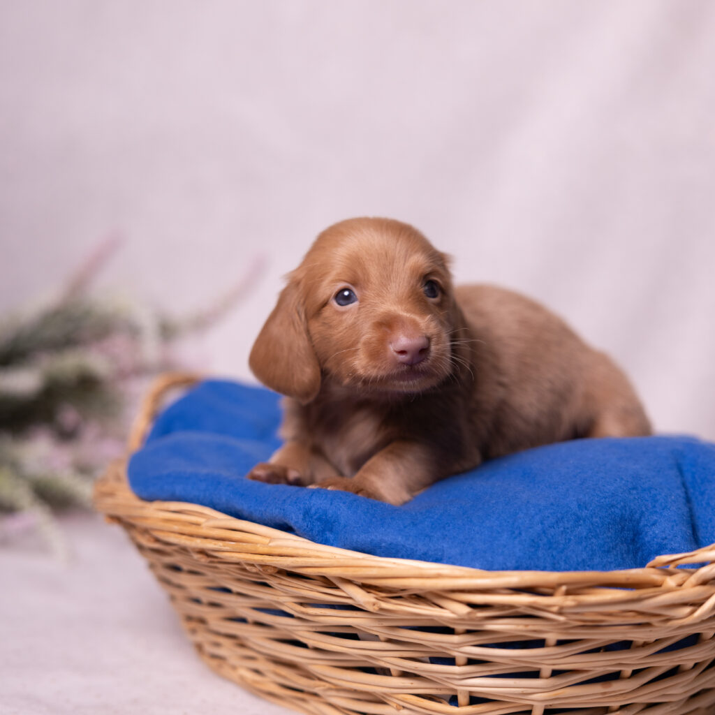 mini dachshund puppies for sale