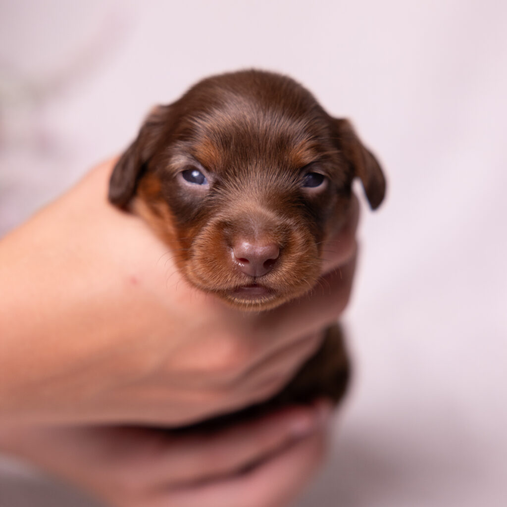 mini dachshund puppies for sale