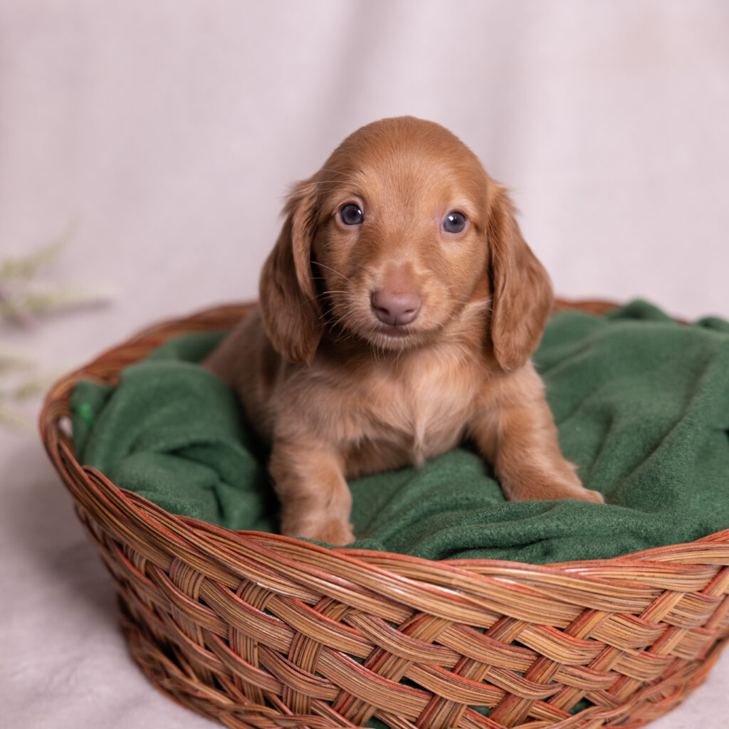 mini dachshund puppies for sale