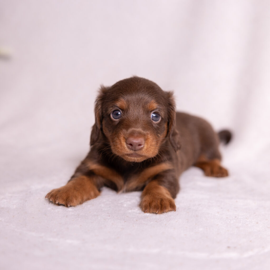 mini dachshund puppies for sale