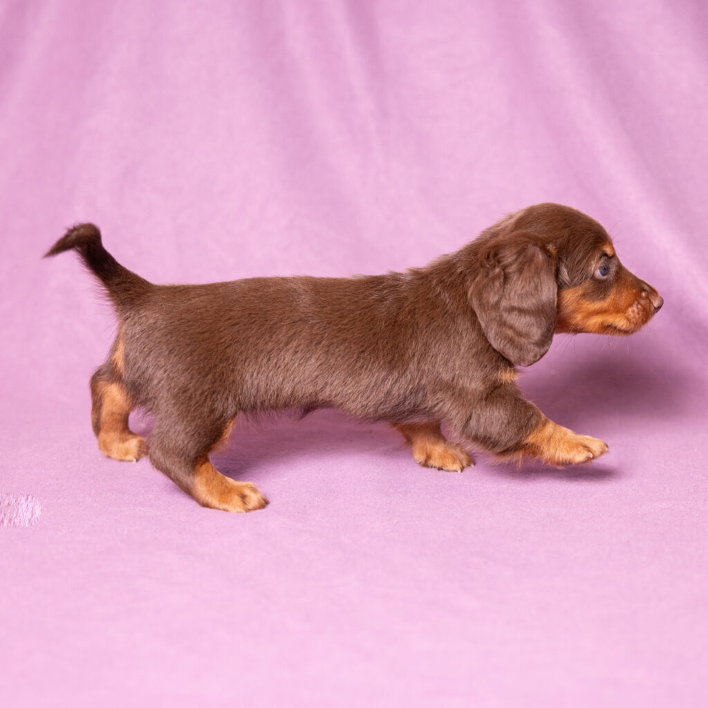 mini dachshund puppies for sale