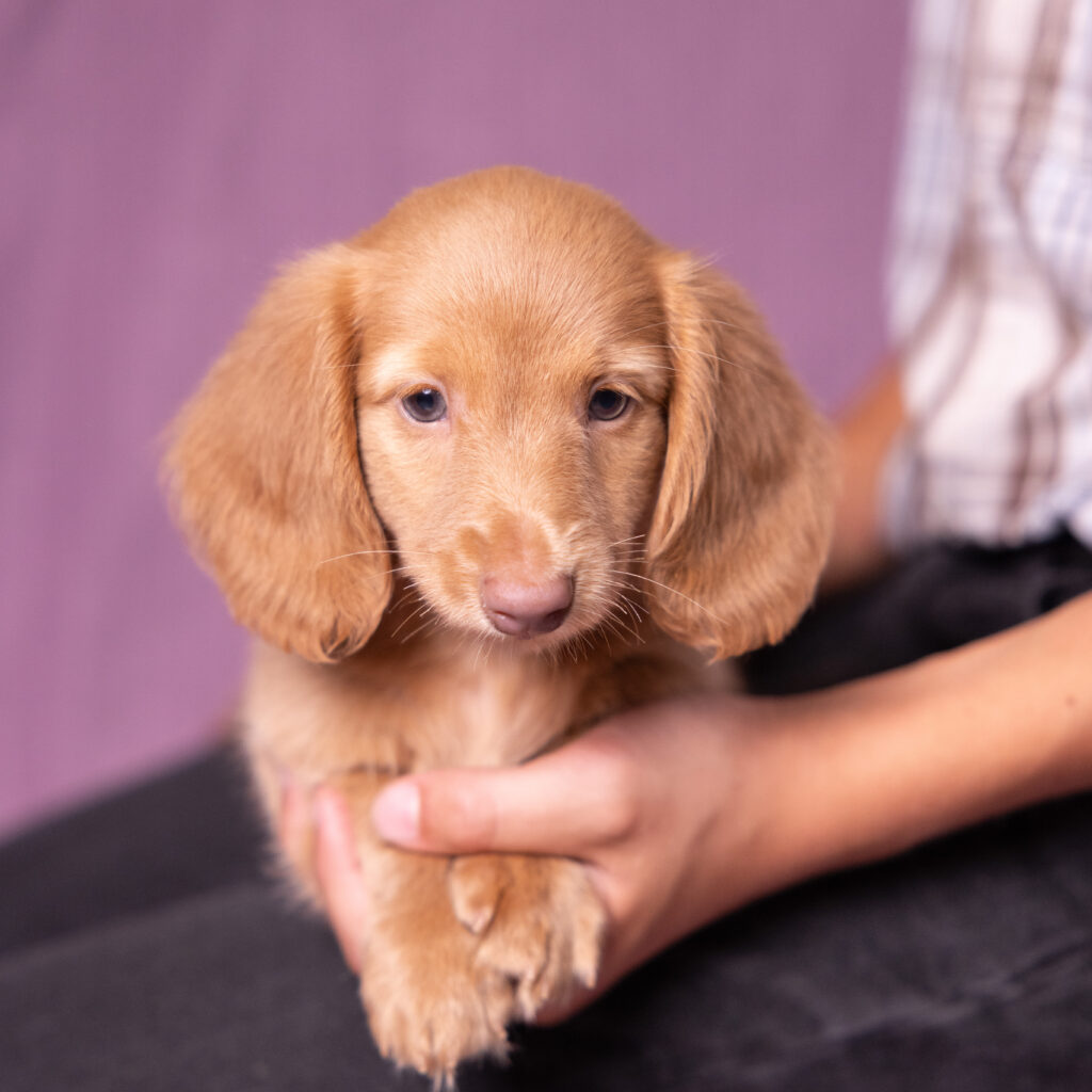 mini dachshund puppies for sale