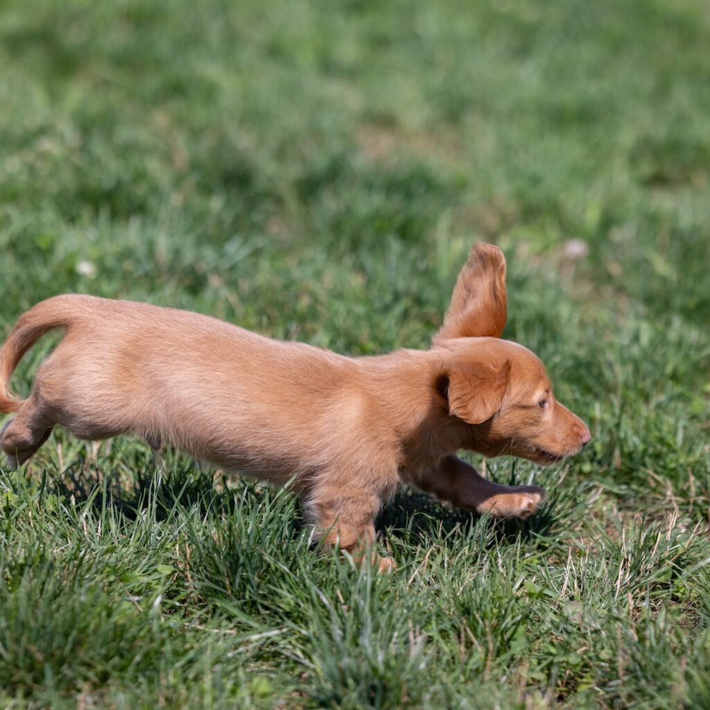 mini dachshund puppies for sale
