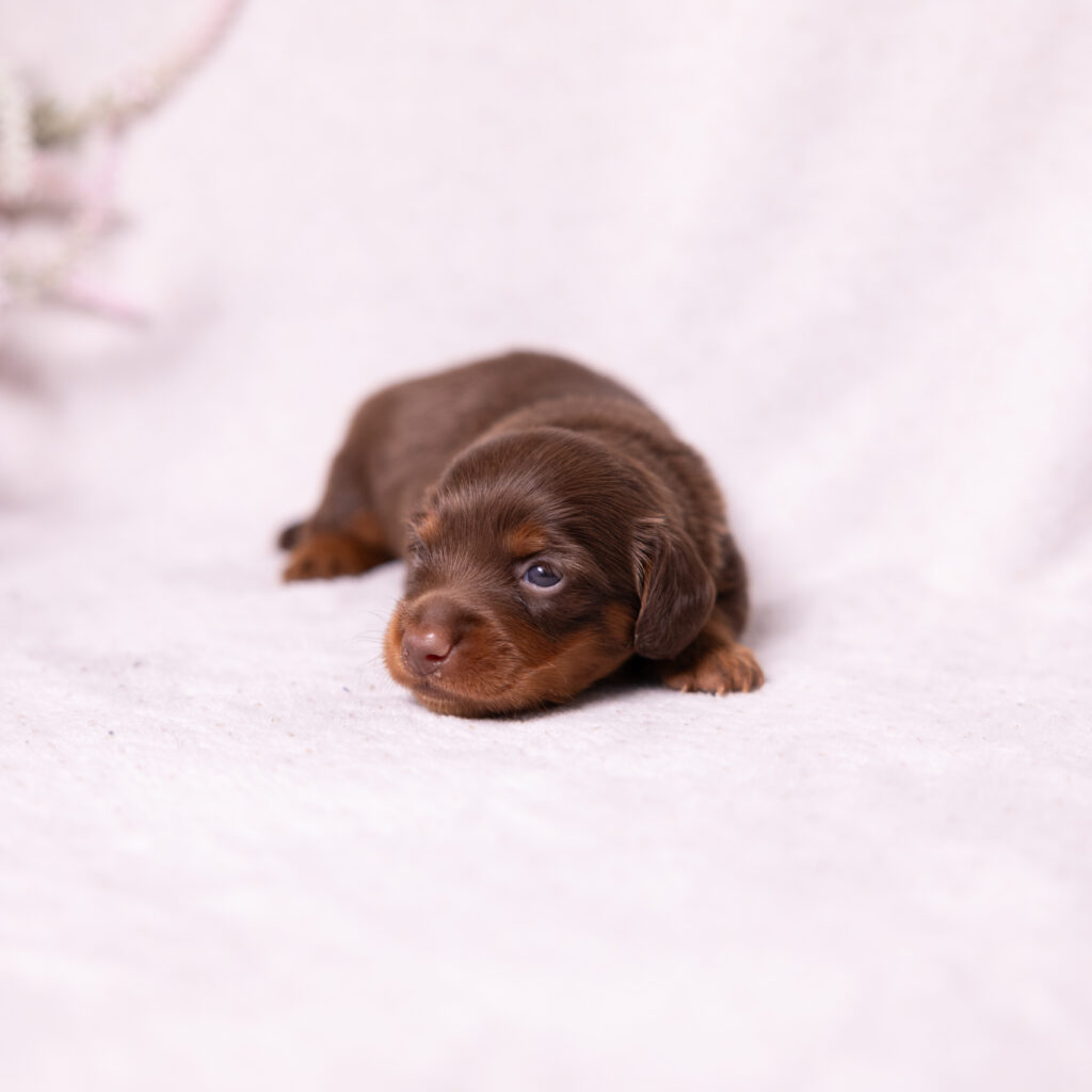 mini dachshund puppies for sale philadelphia