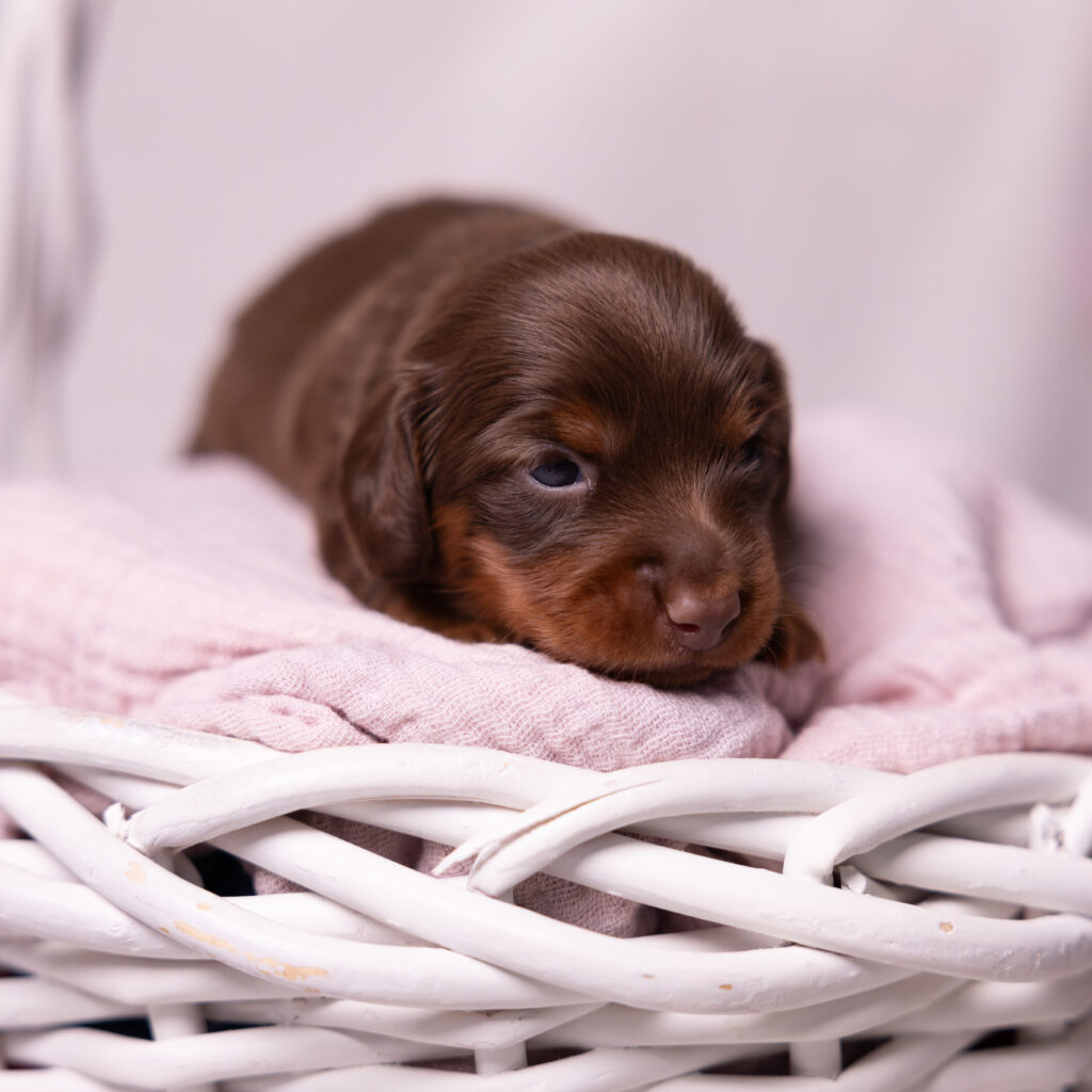 mini dachshund puppies for sale lancaster pa
