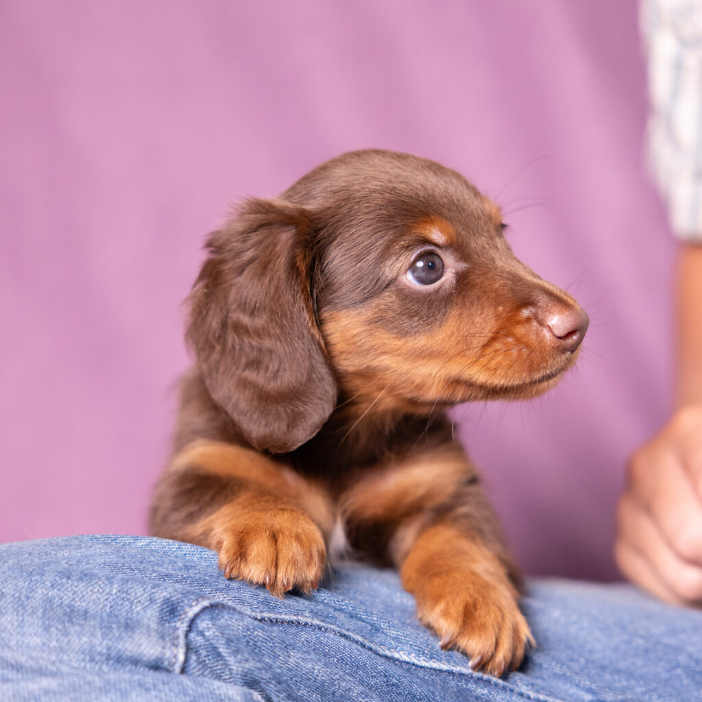 mini dachshund puppies for sale near me