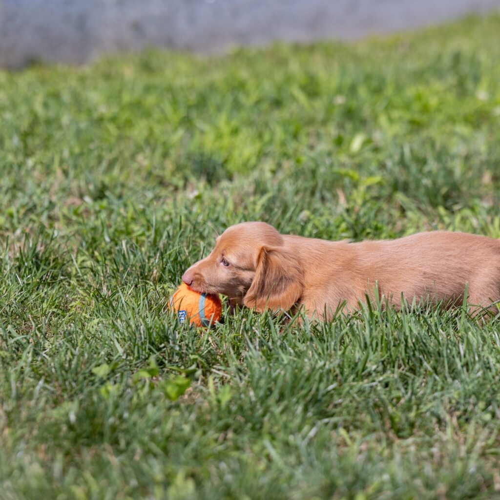 mini dachshund puppies for sale near me