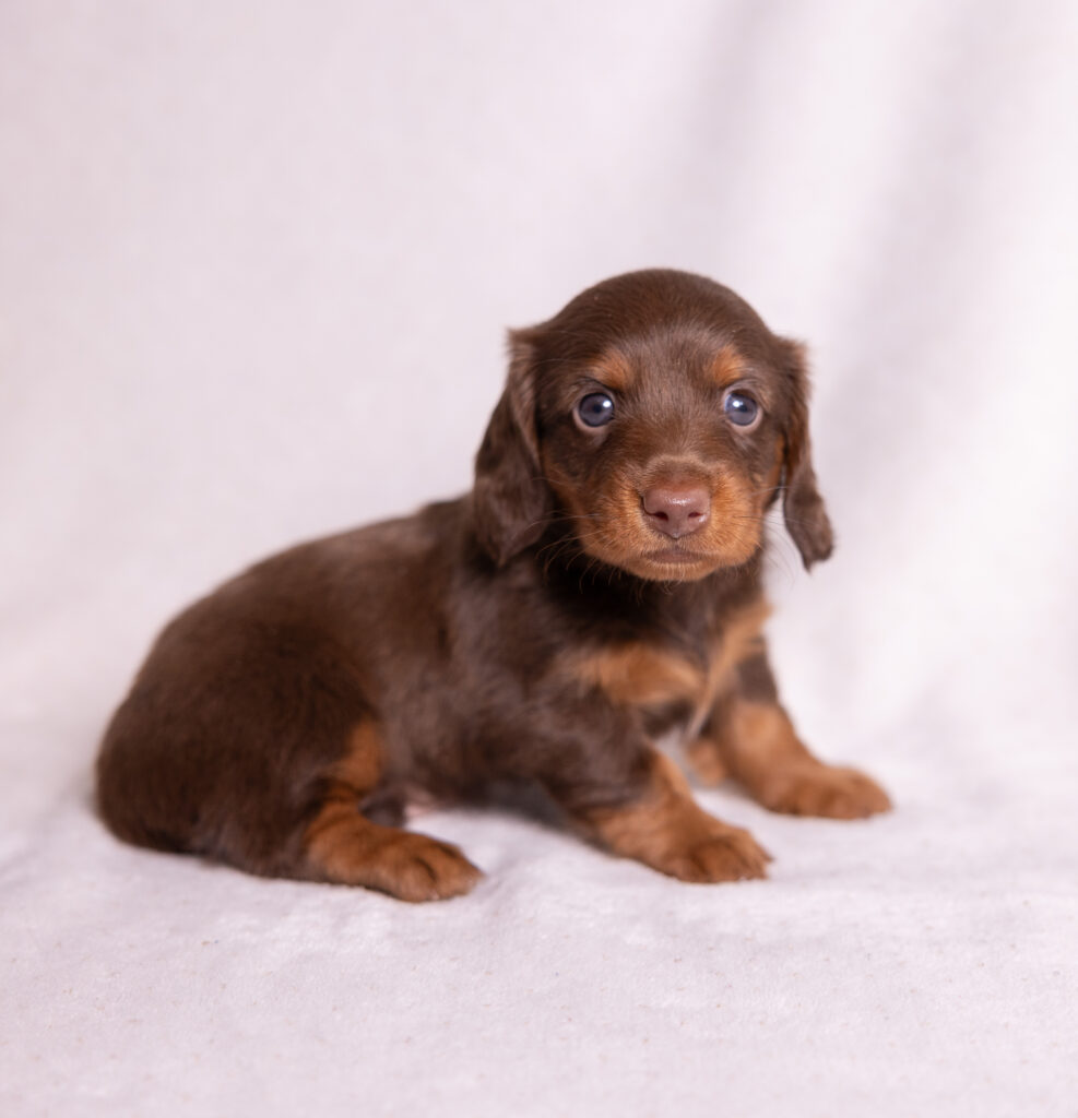 mini dachshund puppies for sale near me