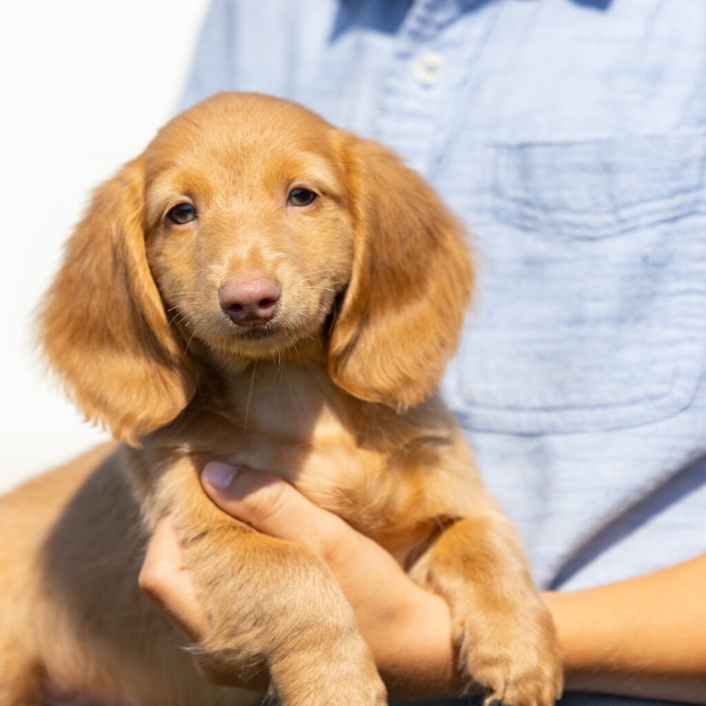mini dachshund puppies for sale near me pa