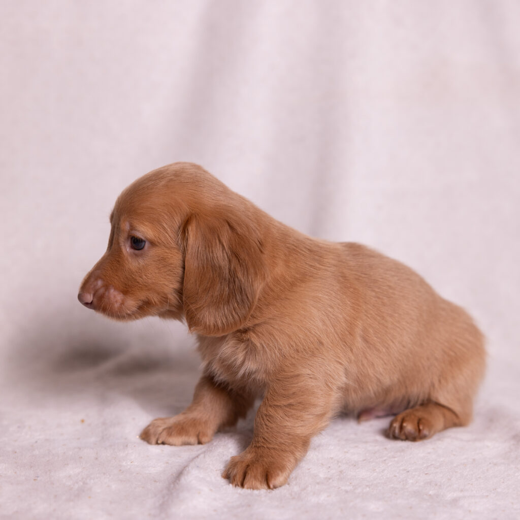 mini dachshund puppies for sale pa