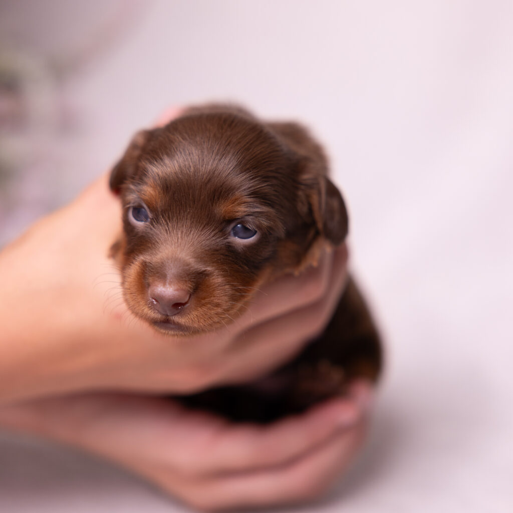 mini dachshund puppies for sale pa
