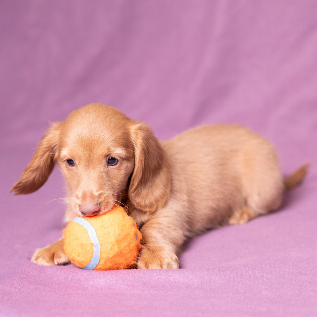 mini dachshund puppies for sale pa