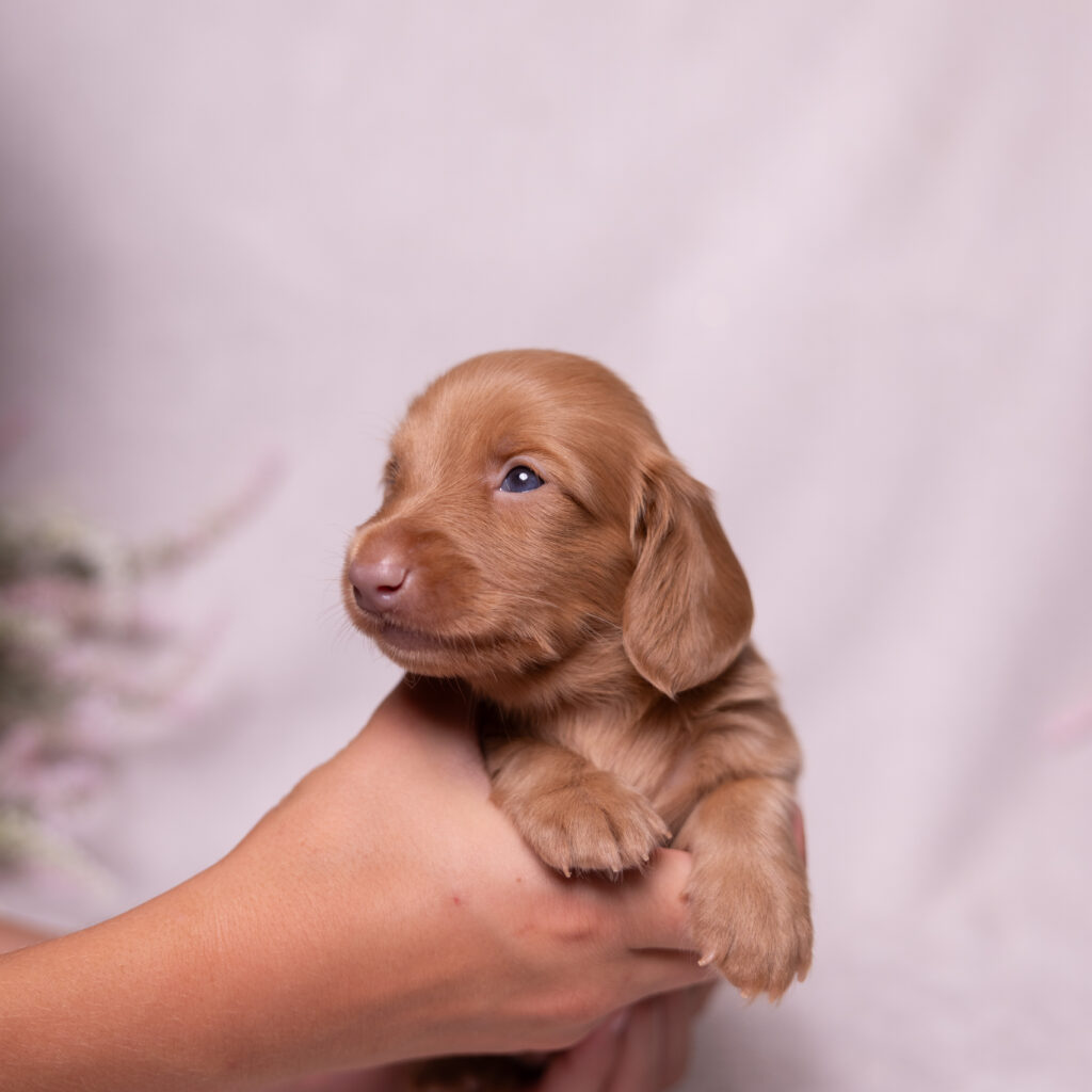 mini dachshund puppies lancaster