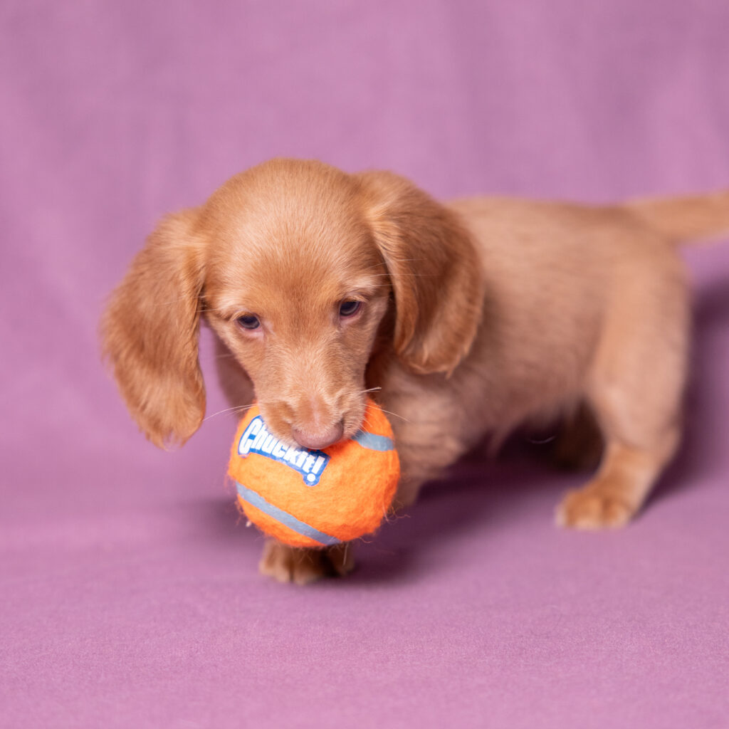 mini dachshund puppies lancaster pa