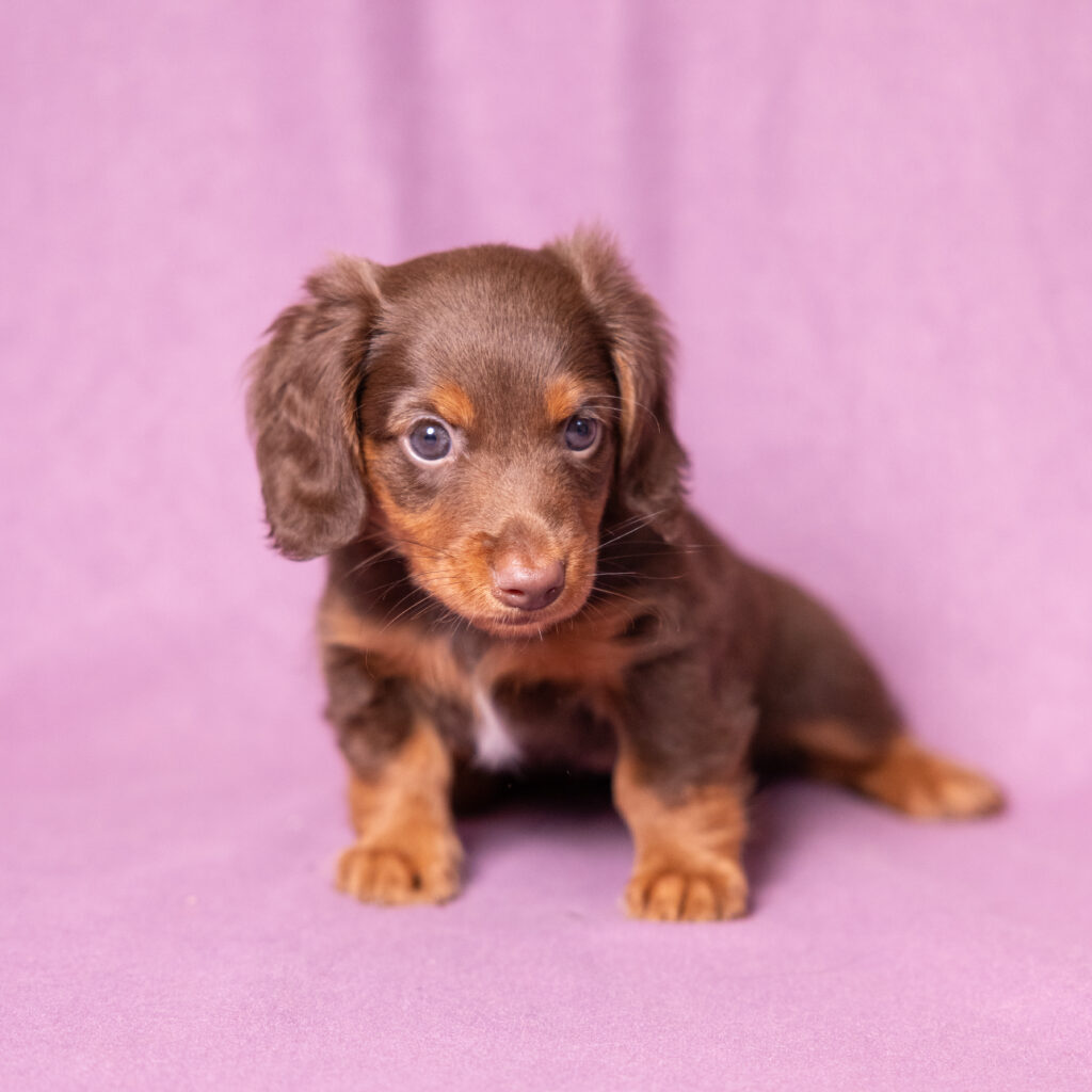 mini dachshund puppies lititz pa