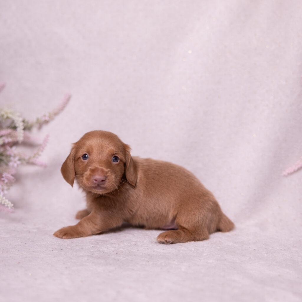 mini dachshund puppies near lancaster
