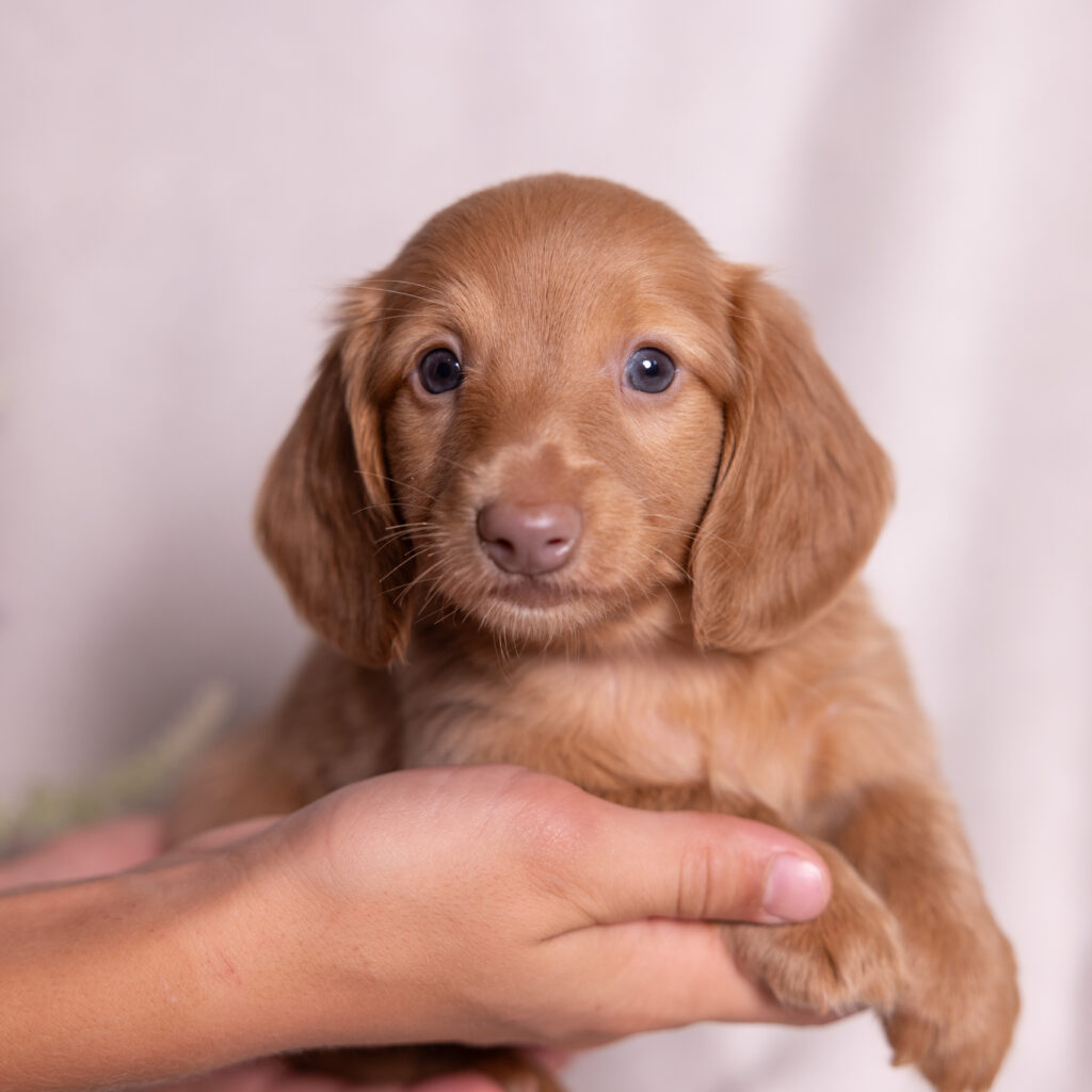 mini dachshund puppies near me