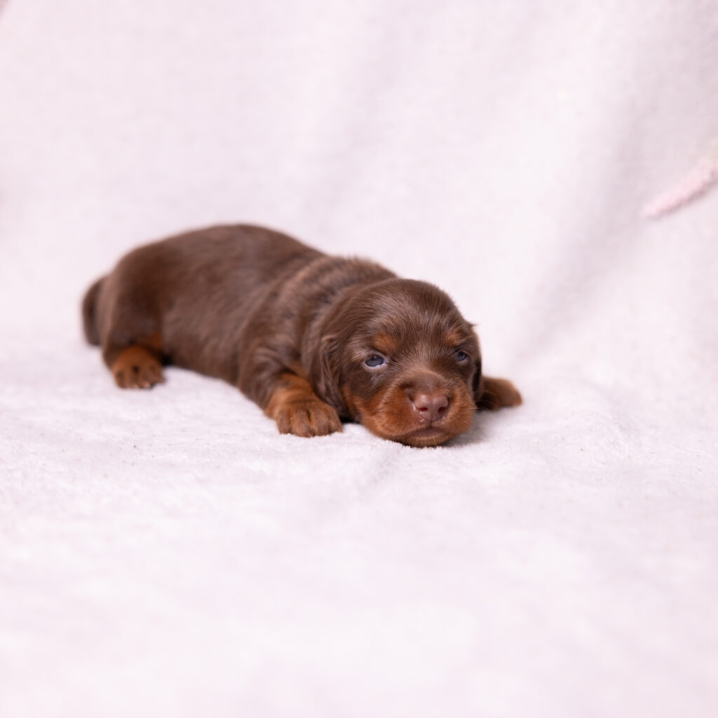 mini dachshund puppies near me