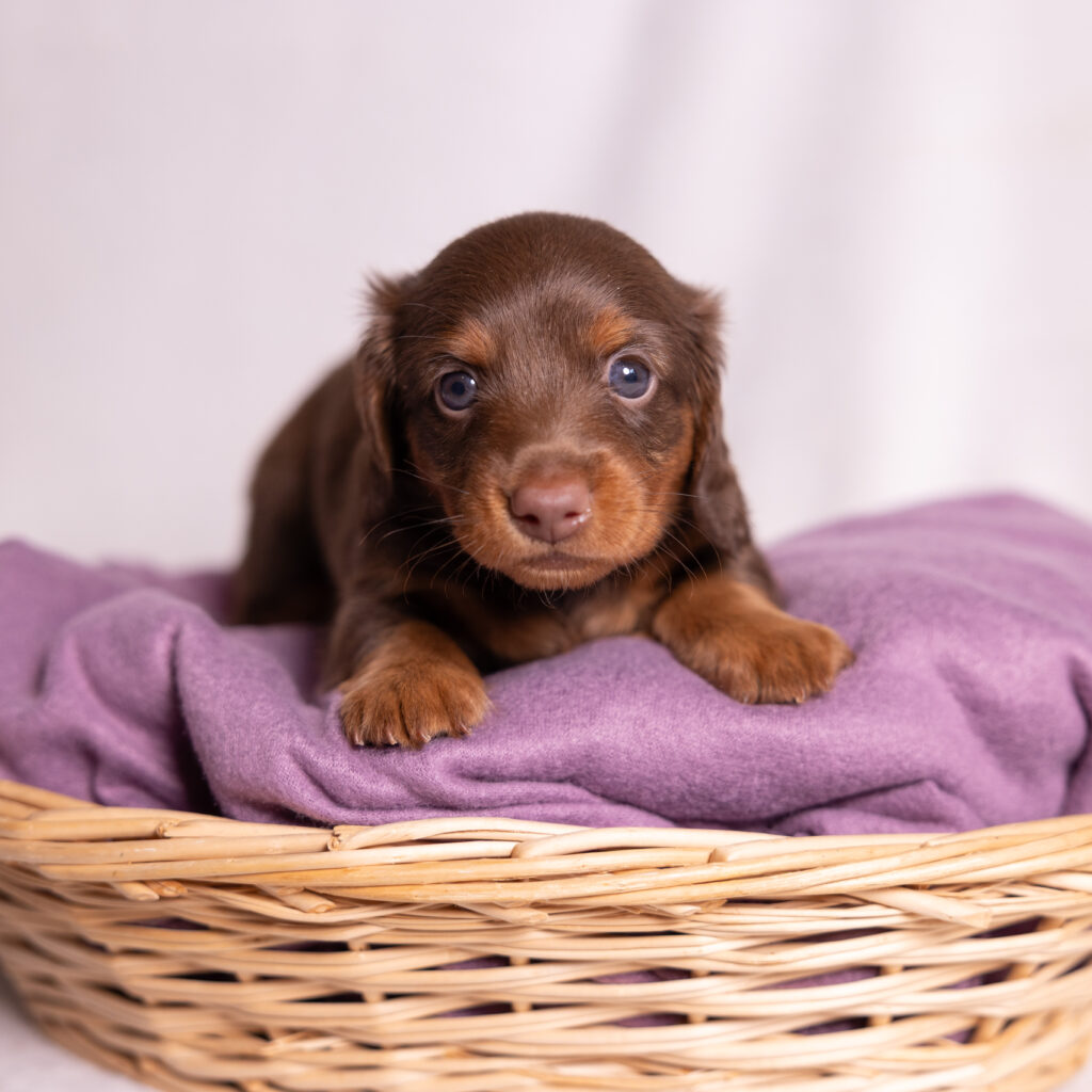 mini dachshund puppies near me
