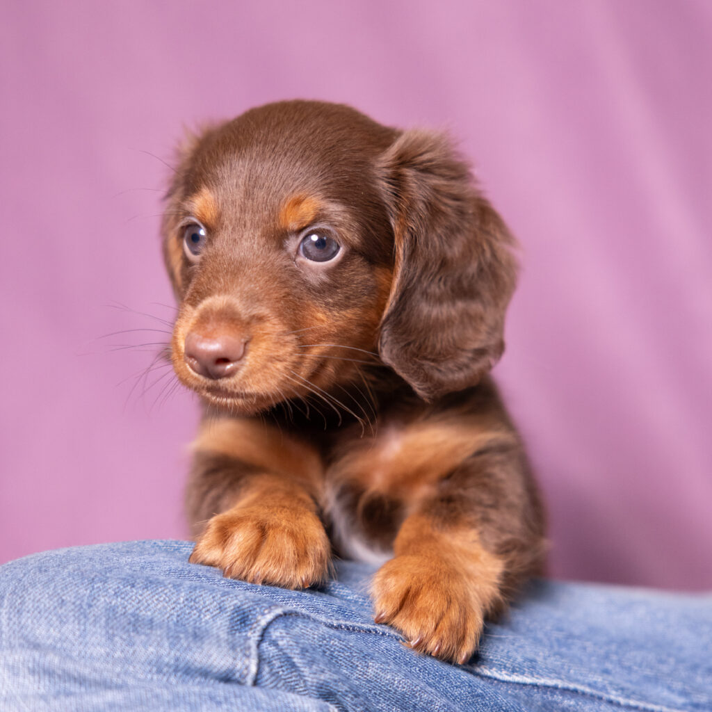 mini dachshund puppies near me