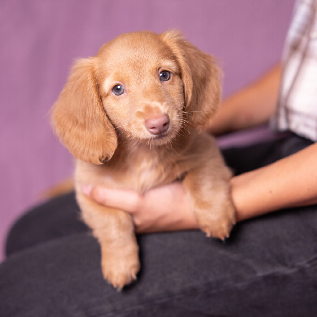 mini dachshund puppies near me